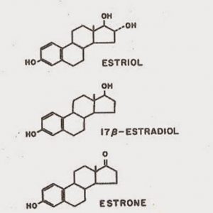 estrogen-co-tac-dung-gi