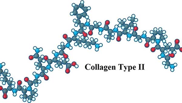 collagen-type-2