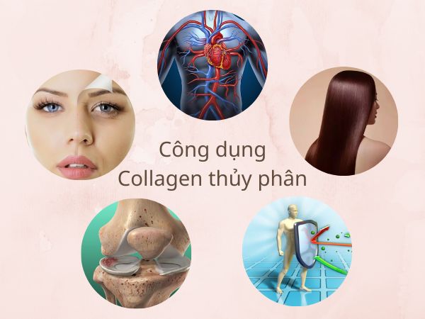 cong-dung-cua-collagen-thuy-phan