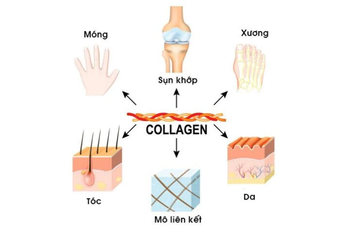 tam-quan-trong-cua-collagen-doi-voi-co-the